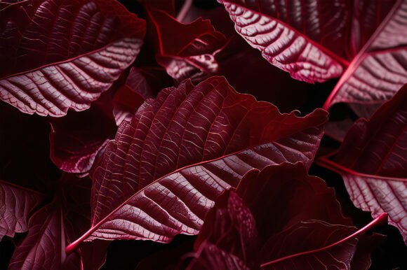 A Close Up of Red Leaves